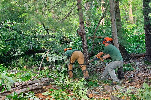 Mulching Services in La Blanca, TX