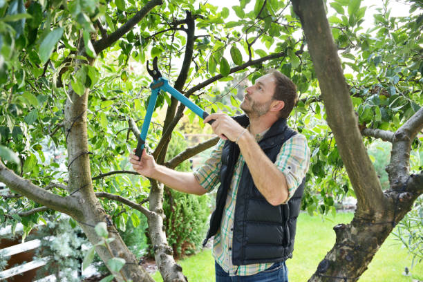 Best Fruit Tree Pruning  in La Blanca, TX